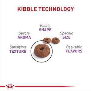 Royal Canin Feline Care Nutrition Adult Appetite Control Care Dry Cat Food, 6-lb bag