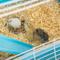 Show in main carousel: PawHut 5-Tier Hamster Cage, Light Blue slide 8 of 10