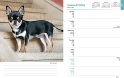 Chihuahuas 2026 Engagement Calendar slide 2 of 4