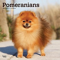 Pomeranians 2026 Square Flap Wall Calendar