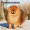 Show in main carousel: Pomeranians 2026 Square Flap Wall Calendar slide 1 of 4
