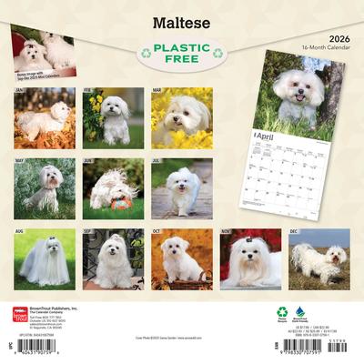 Show full view: Maltese 2026 Square Flap Wall Calendar slide 2 of 4