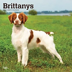 Brittanys 2026 Square Flap Wall Calendar