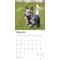 Show in main carousel: Blue Heelers 2026 Square Flap Wall Calendar slide 3 of 4