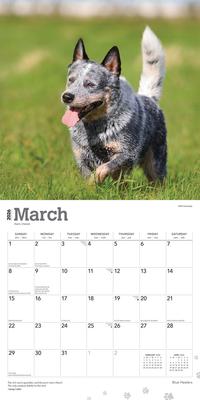Show full view: Blue Heelers 2026 Square Flap Wall Calendar slide 3 of 4