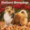 Show in main carousel: Shetland Sheepdogs 2026 Square Flap Wall Calendar slide 1 of 4