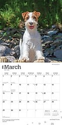 Jack Russell Terriers 2026 Square Flap Wall Calendar slide 2 of 4