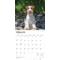 Show in main carousel: Jack Russell Terriers 2026 Square Flap Wall Calendar slide 3 of 4