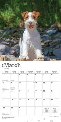 Show full view: Jack Russell Terriers 2026 Square Flap Wall Calendar slide 3 of 4
