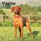 Show in main carousel: Vizslas 2026 Square Flap Wall Calendar slide 1 of 4