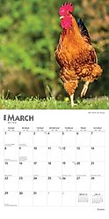 Roosters 2026 Square Flap Wall Calendar slide 2 of 4
