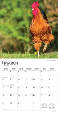 Show full view: Roosters 2026 Square Flap Wall Calendar slide 3 of 4