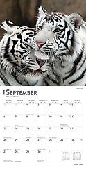 White Tigers 2026 Square Flap Wall Calendar slide 2 of 4