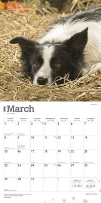 Show full view: Border Collies 2026 Square Flap Wall Calendar slide 3 of 4