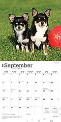 Chihuahuas 2026 Square Flap Wall Calendar slide 2 of 4