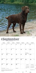 Labrador Retrievers, Chocolate 2026 Square Flap Wall Calendar slide 2 of 4