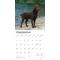 Show in main carousel: Labrador Retrievers, Chocolate 2026 Square Flap Wall Calendar slide 4 of 4