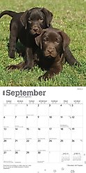 Labrador Retriever Puppies, Chocolate 2026 Square Flap Wall Calendar slide 2 of 4