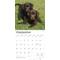 Show in main carousel: Labrador Retriever Puppies, Chocolate 2026 Square Flap Wall Calendar slide 4 of 4