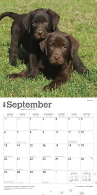 Show full view: Labrador Retriever Puppies, Chocolate 2026 Square Flap Wall Calendar slide 4 of 4