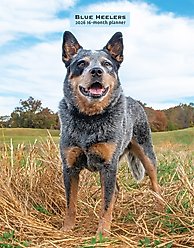Blue Heelers 2026 Engagement Calendar