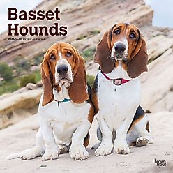 Basset Hounds 2026 Square Flap Wall Calendar