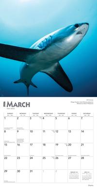 Show full view: Sharks 2026 Square Flap Wall Calendar slide 3 of 4