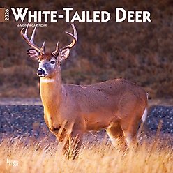 White Tailed Deer 2026 Square Flap Wall Calendar