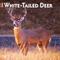 Show in main carousel: White Tailed Deer 2026 Square Flap Wall Calendar slide 1 of 4