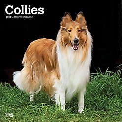 Collies 2026 Square Flap Wall Calendar