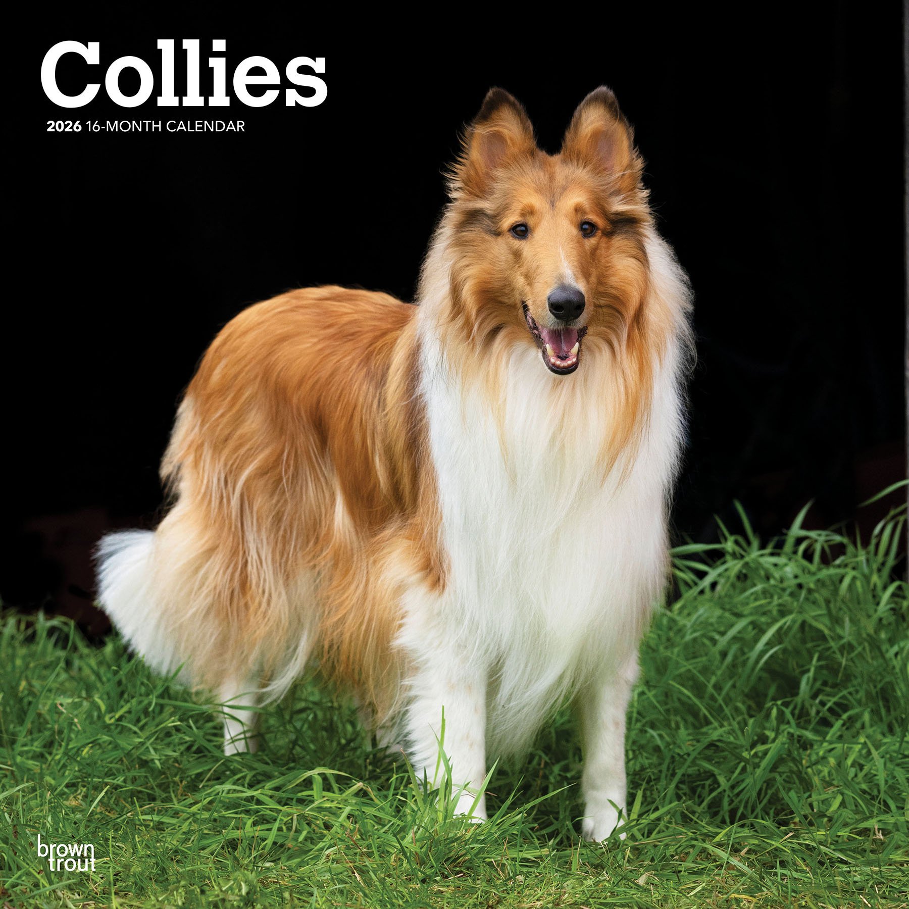 Product Reviews for Collies 2026 Square Flap Wall Calendar