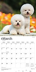 Bichon Frise 2026 Square Flap Wall Calendar slide 2 of 4