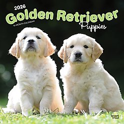 Golden Retriever Puppies 2026 Square Flap Wall Calendar