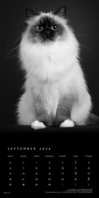 Show full view: Cat, The Regal, The BrownTrout Portrait Series 2026 Square Flap Wall Calendar slide 4 of 4