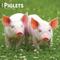 Show in main carousel: Piglets 2026 Square Flap Wall Calendar slide 1 of 4