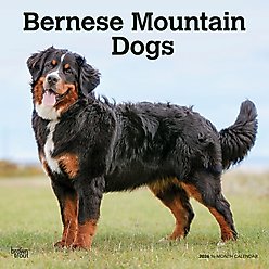 Bernese Mountain Dogs 2026 Square Flap Wall Calendar