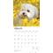 Show in main carousel: Maltese 2026 Square Flap Wall Calendar slide 3 of 4