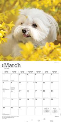 Show full view: Maltese 2026 Square Flap Wall Calendar slide 3 of 4