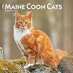 Maine Coon Cats 2026 Square Flap Wall Calendar