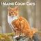 Show in main carousel: Maine Coon Cats 2026 Square Flap Wall Calendar slide 1 of 4