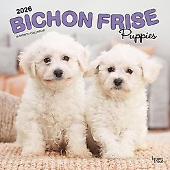 Bichon Frise Puppies 2026 Square Flap Wall Calendar