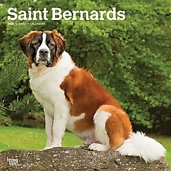 Saint Bernards 2026 Square Flap Wall Calendar