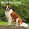 Show in main carousel: Saint Bernards 2026 Square Flap Wall Calendar slide 1 of 4