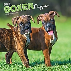 Boxer Puppies 2026 Square Flap Wall Calendar slide 1 of 4