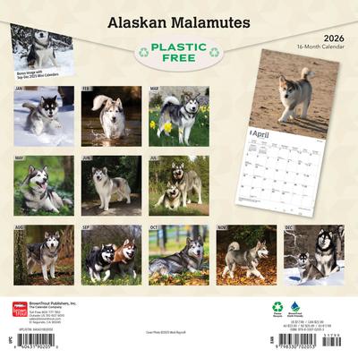 Show full view: Alaskan Malamutes 2026 Square Flap Wall Calendar slide 2 of 4