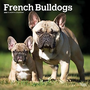 French Bulldogs 2026 Square Flap Wall Calendar