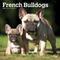 Show in main carousel: French Bulldogs 2026 Square Flap Wall Calendar slide 1 of 4