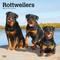 Show in main carousel: Rottweilers 2026 Square Flap Wall Calendar slide 1 of 4
