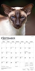 Siamese Cats 2026 Square Flap Wall Calendar slide 2 of 4