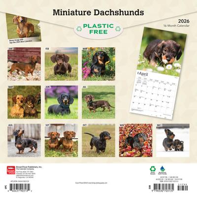 Show full view: Dachshunds, Miniature 2026 Square Flap Wall Calendar slide 2 of 4